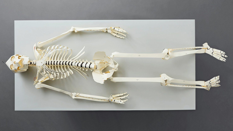 Illustration for article titled A Textbook That Turns Into a Lifesize Paper Skeleton Should be Standard at Med Schools
